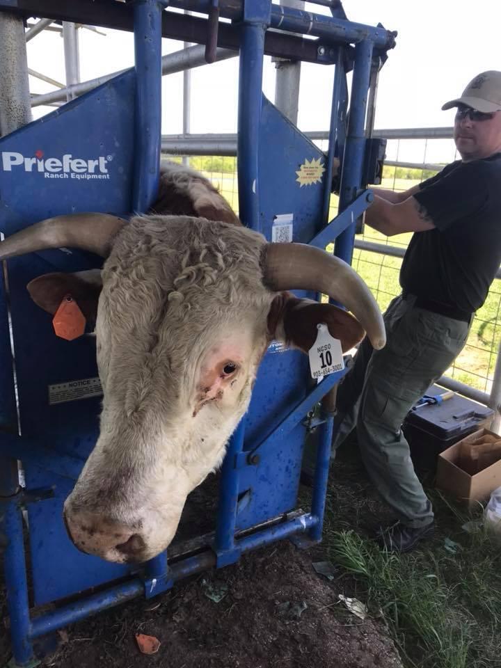 Tagging and vaccinating a white cow