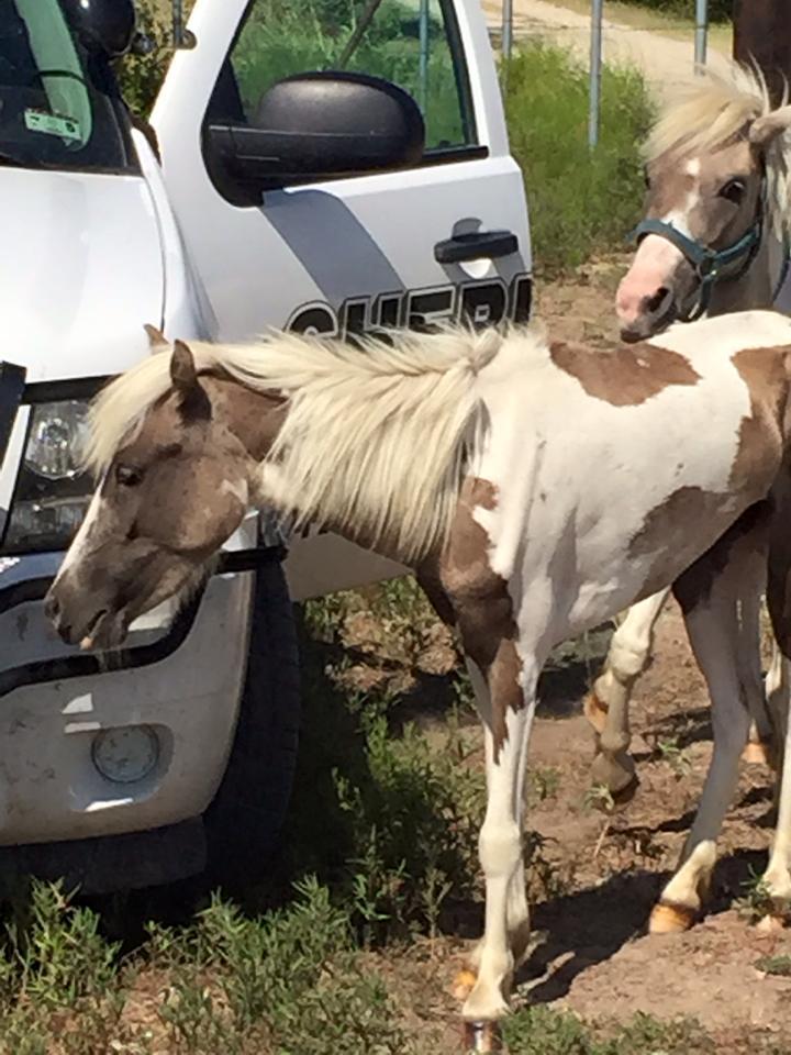 Animal Seizure Near Blooming Grove, TX