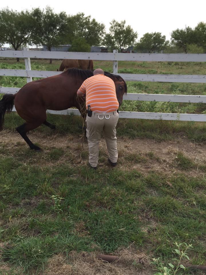 Deputy Loftis removes the obstruction from the horses foot