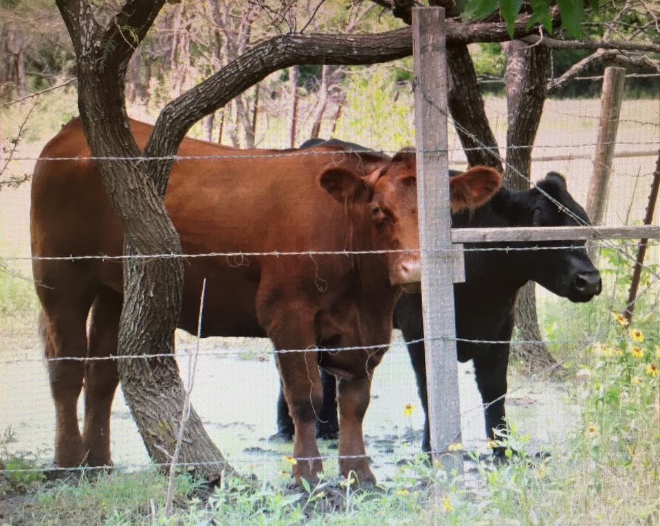Two Heifers standing outside