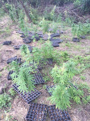 Marijuana plants in planters 